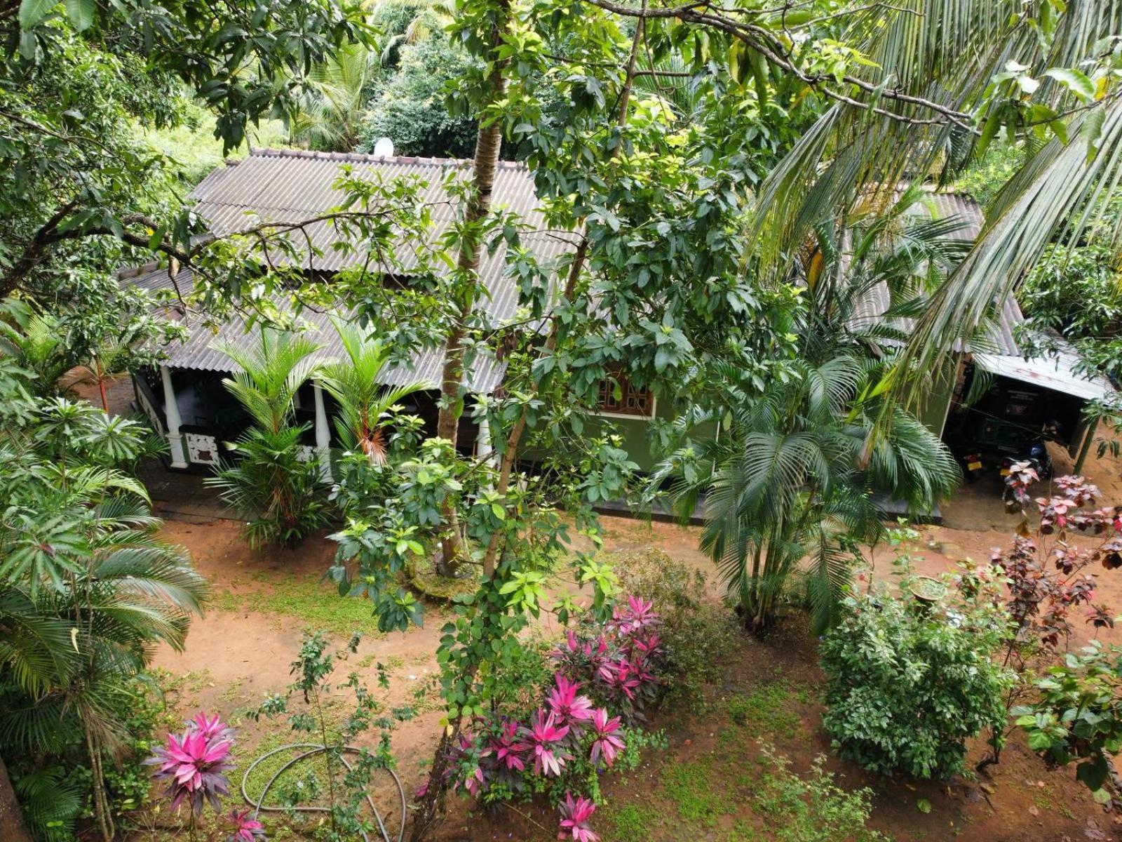 Green Bamboo House Sigiriya Eksteriør billede