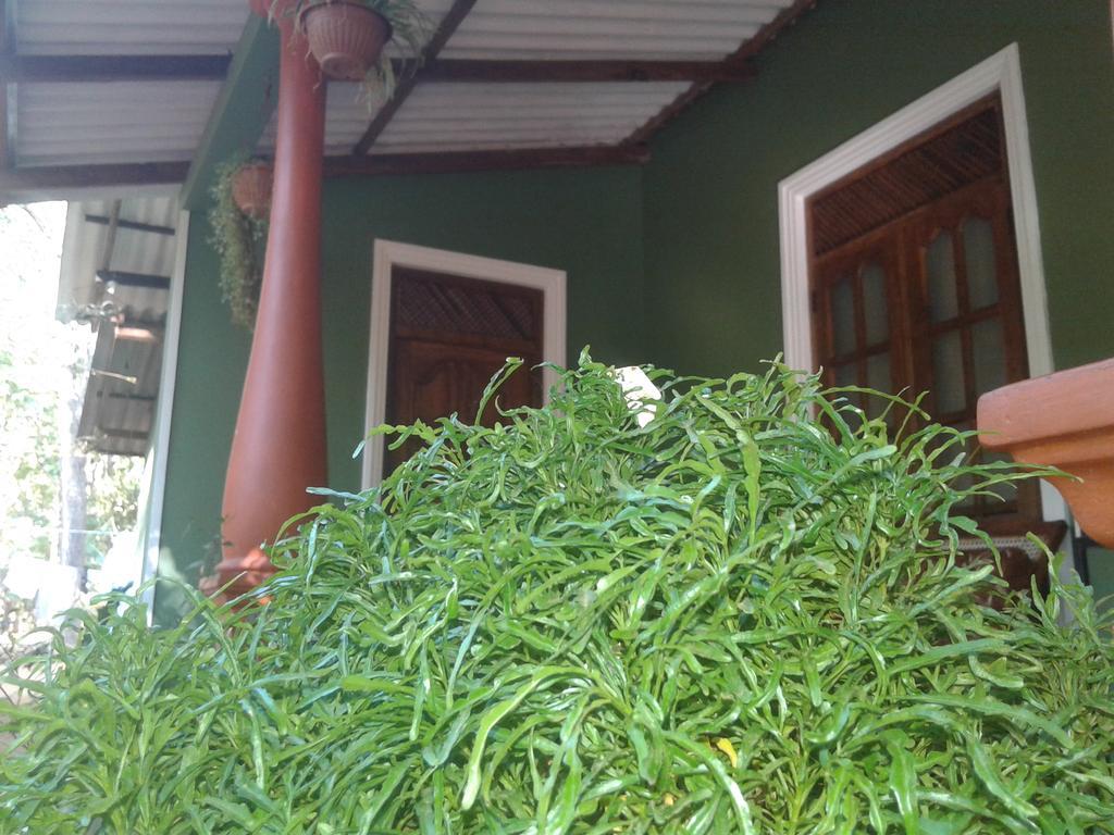 Green Bamboo House Sigiriya Eksteriør billede